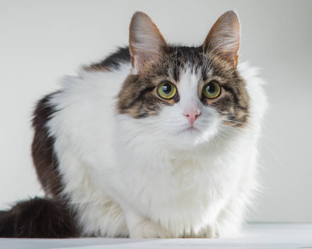 istock fluffy white cat with green eyes and dark back on a white background 884349738