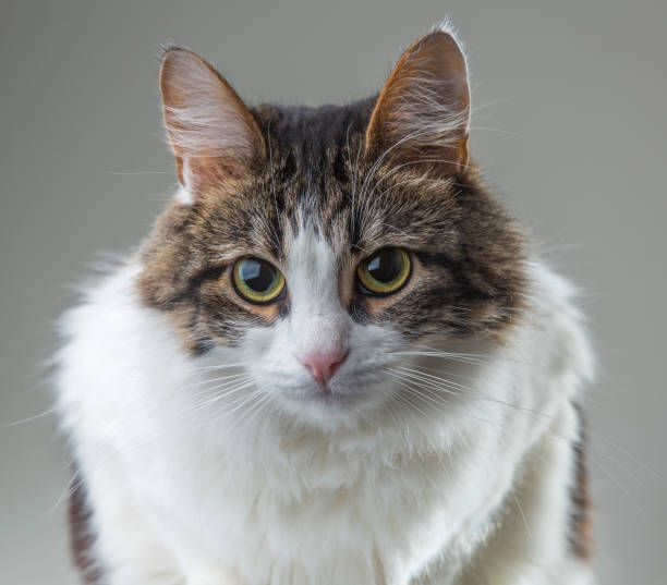 istock fluffy white cat with green eyes and dark back on a white background 884349872