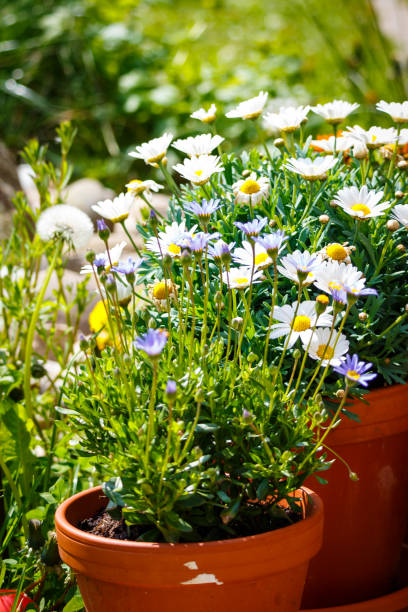 istock White daisies in terracotta pots in the garden 884350362