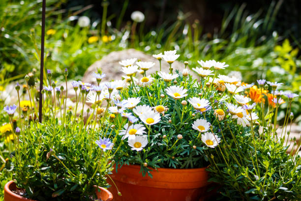 istock White daisies in terracotta pots in the garden 884352510