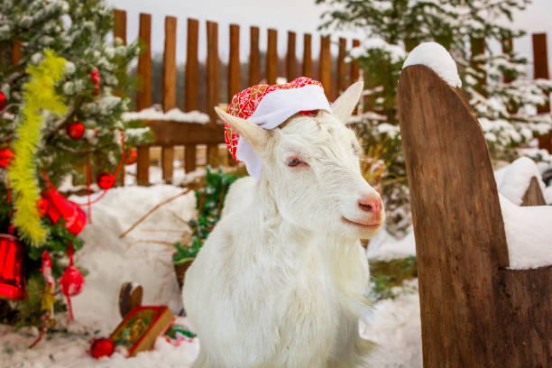 Portrait of a grazing goat on a green grass