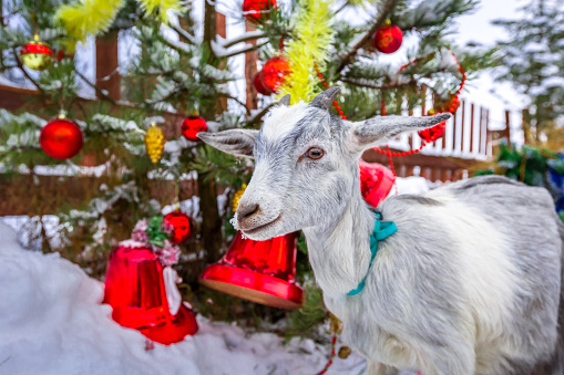 Christmas little goat near a Christmas tree among decorations and toys