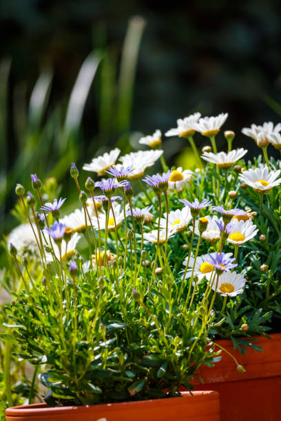 istock White daisies in terracotta pots in the garden 884352880