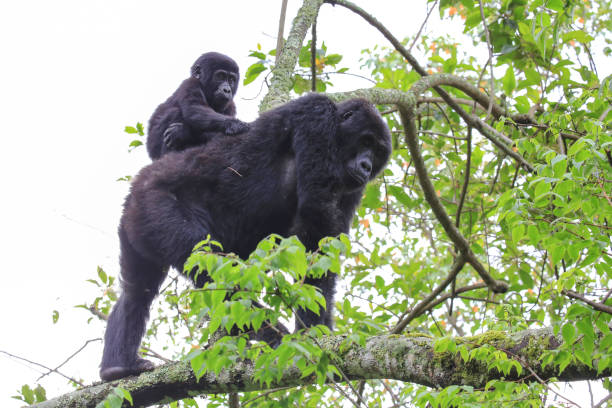 cucciolo di gorilla di montagna sul retro di sua madre nel bwindi impenetrable forest national park nell'uganda occidentale - gorilla safari animals wildlife photography foto e immagini stock