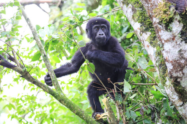 молодая горная горилла в национальном парке бвинди-непробиваемый лес в западной уганде. - virunga volcanic complex стоковые фото и изображения