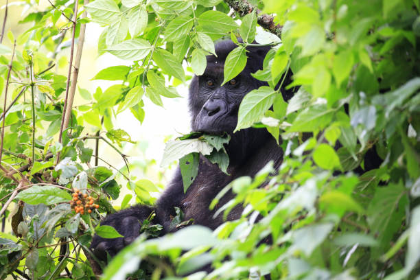 gorila de montaña comiendo en el impenetrable bosque parque nacional bwindi en uganda occidental. - beauty in nature day animal monkey fotografías e imágenes de stock