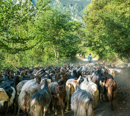 Shepherd leads a herd of goats down a narrow road on a summer morning during the annual migration transumanza through the mountains of central Italy in Abruzzo, Italy, Europe