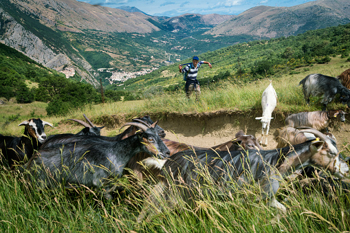 Shepherd watches his herd of goats travel through the mountains above the Anversa degli Abruzzi village nestled in the gorge below on a summer morning during the annual migration transumanza through the mountains of central Italy in Gran Sasso massif, the largest plateau of the Apennine ridge, Abruzzo, Italy, Europe