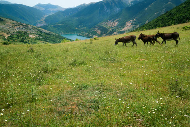 Three mules graze in a green meadow  mountain valley overlooking Scanno Lake in the Gran Sasso massif during the annual migration transumanza in central Italy, Abruzzo, Italy, Europe