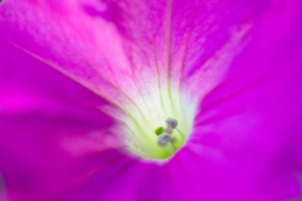 istock Beautiful morning glory flower 884359104
