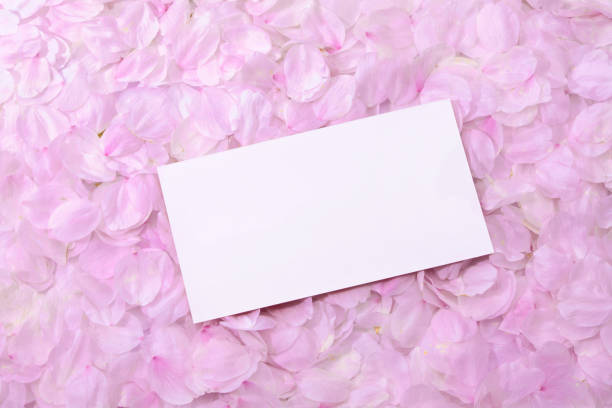 istock Empty greeting card on petals of cherry blosoms 884359296