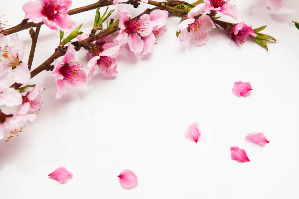 istock Pink plum blossom on a white 884362472