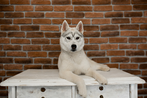 Siberian husky puppy sitting on the furniture. Lifestyle with dog.