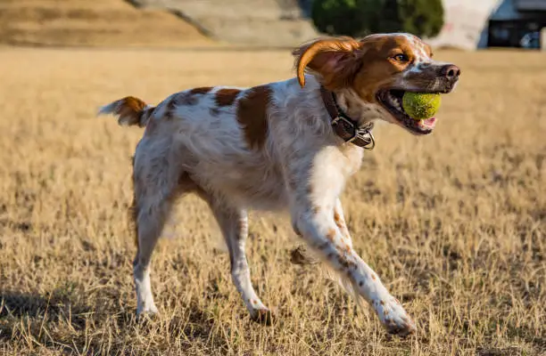 Photo of A Brittany Spaniel, Hunting dog playing fetch with his owner/trainer and a tennis ball in the park on a sunny day.