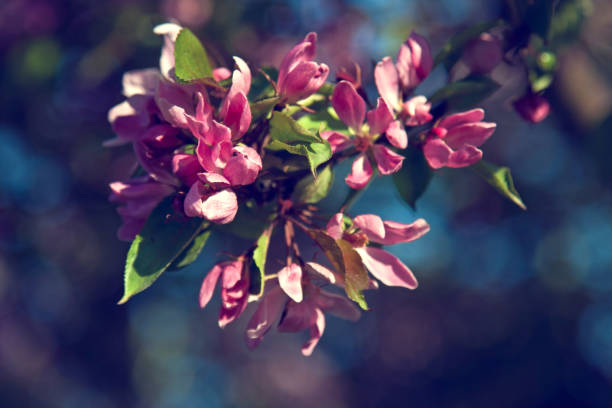 istock Apple blossoms, toned photo 884365734