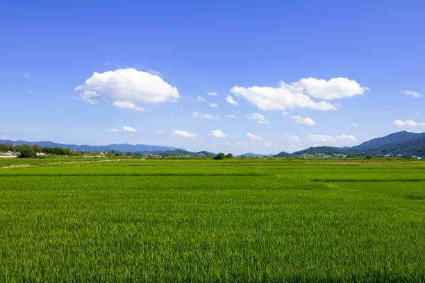 istock Rural Landscape of Korea with paddy 884368324