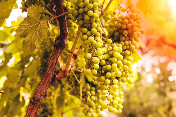 istock Young and juicy white grapes from a vineyard on a sunny day 884371164