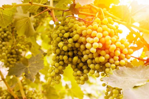 istock Young and juicy white grapes from a vineyard on a sunny day 884371170