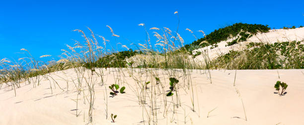 해변 가까이 모래 및 갈 대는 바람에 - eastern cape south africa marram grass sand dune 뉴스 사진 이미지