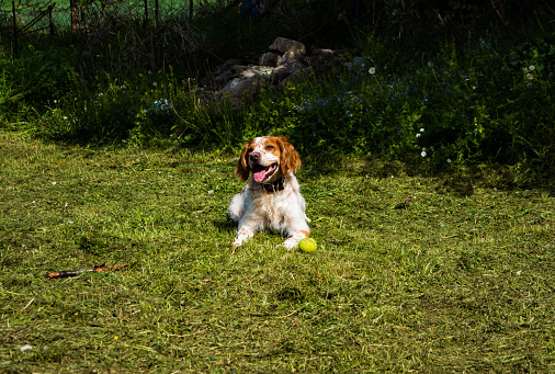 Beautiful Brittany Spaniel, the dog is 4 years old, and in perfcet condition, photographed in Belgrade Serbia, his name is Max