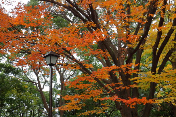 istock Nature of Japan 884371530
