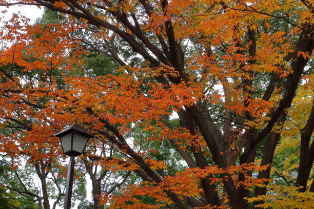 istock Nature of Japan 884371536