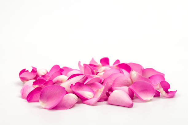 istock Petal of pink rose on soft light in studio 884374984