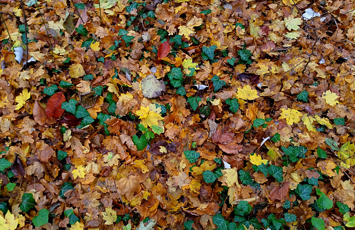 Background of fallen autumn leaves. Autumn background