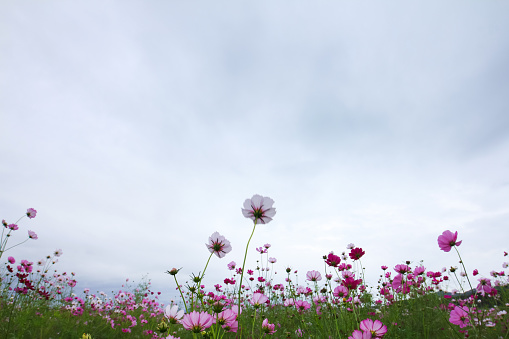view of moving cloud over the cosmos flowers in a field
