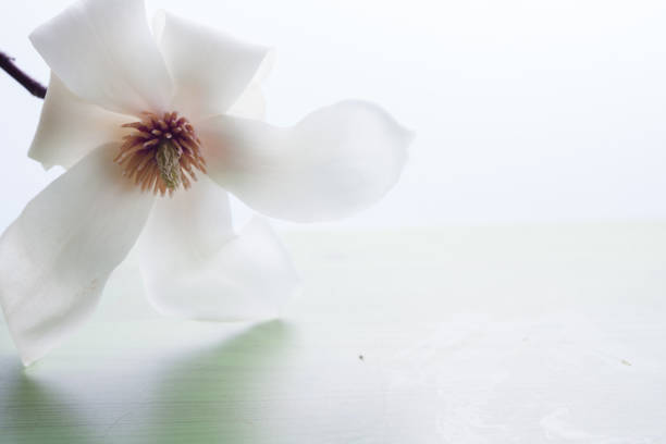 Magnolia Beautiful flowers in a white background
