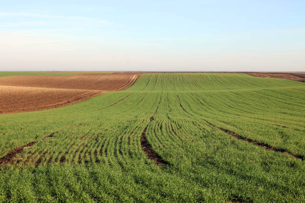 istock Young green wheat in the field sunny autumn day 884380574