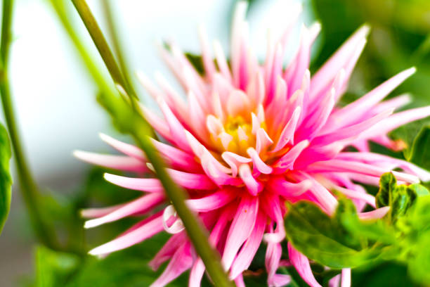 istock Pink white dahlia on the field 884380636
