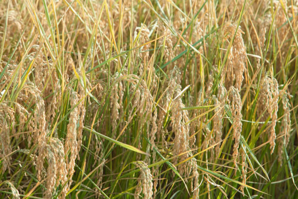 istock Paddy field and rice in asia 884384712