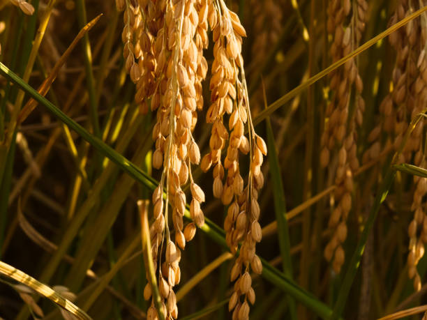 istock Rich year of inner rice view in asia 884385014