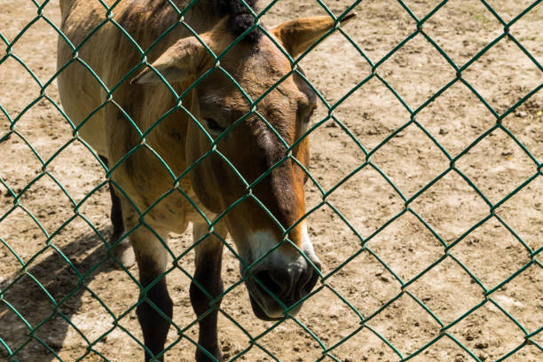 istock Przewalski wild horse in zoo 884387470