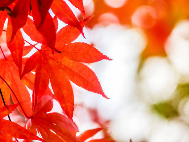 istock Close up of Beautiful Red maple leaves 884387858