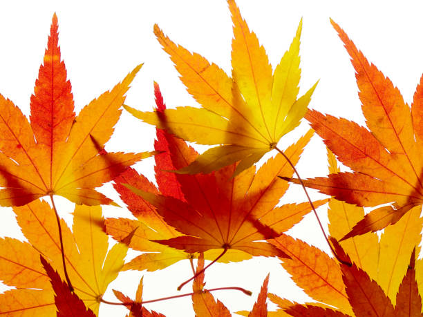 istock Background texture of maple leaves on a white 884388594