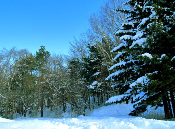 istock Snow scenery in Sapporo city, Hokkaido 884388650