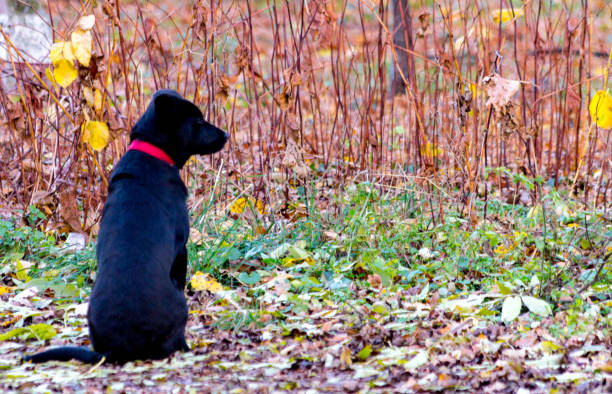 istock Lonely homeless dog 884391180
