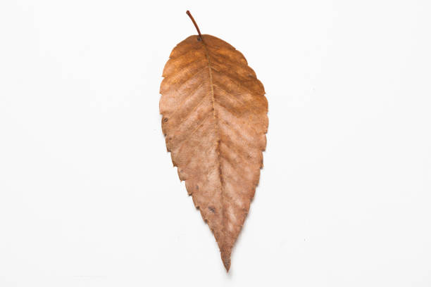 Filemot on a white background of in autumn