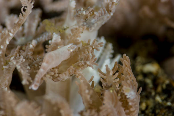 istock Xenia shrimp  - Hippolyte commensalis 884391400