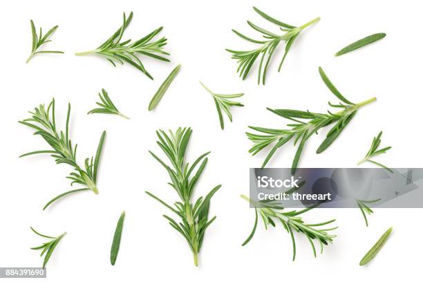 Rosemary Isolated On White Background Stock Photo - Download Image Now - Rosemary, Cut Out, White Background