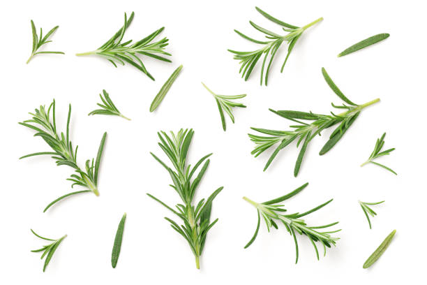 rosemary isolated on white background - rosemary imagens e fotografias de stock