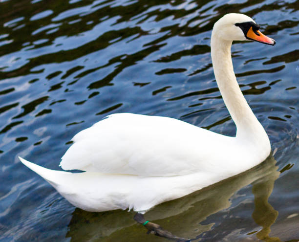 istock Swan in a lake 884393760
