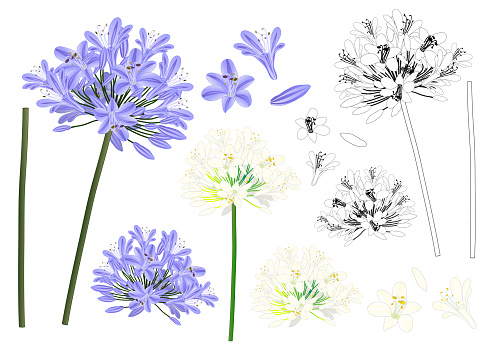 Blue Purple Agapanthus Outline - Lily of the Nile, African Lily. Vector Illustration. isolated on White Background.