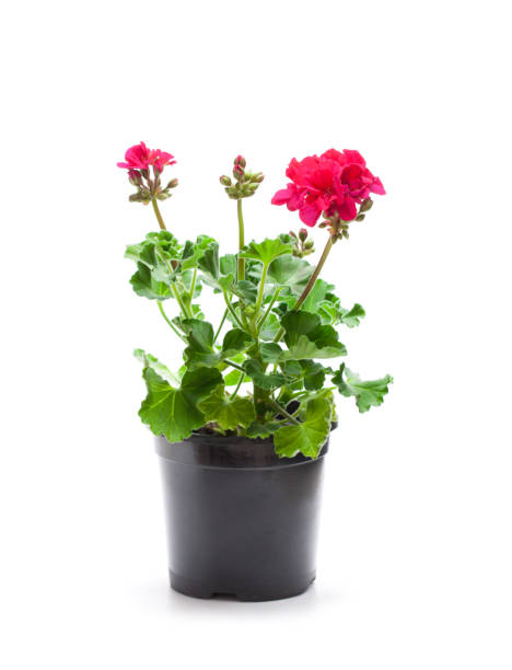 istock Colorful  Geranium flowers in a black flowerpot isolated on white 884426404