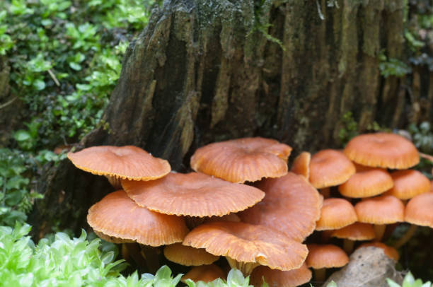 istock Flammulina velutipes mushrooms 884430830