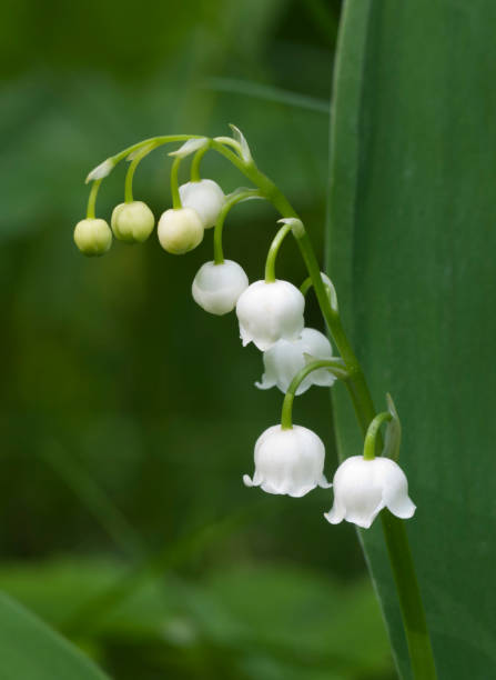 istock Lily of the valley 884430962