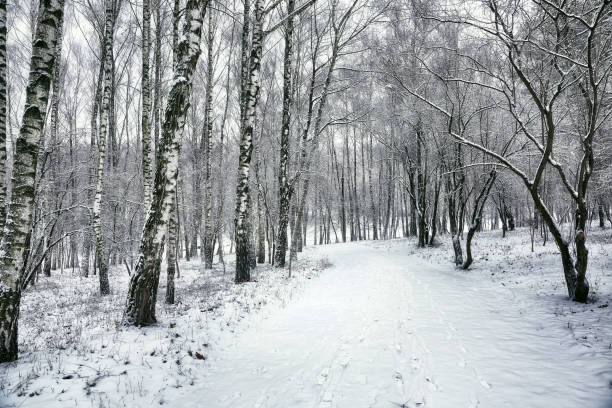 istock Beautiful winter landscape with snow covered trees 884431076