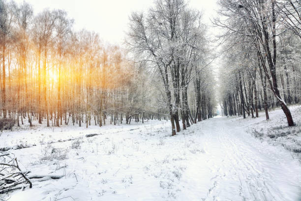 istock Beautiful winter landscape with snow covered trees 884435892